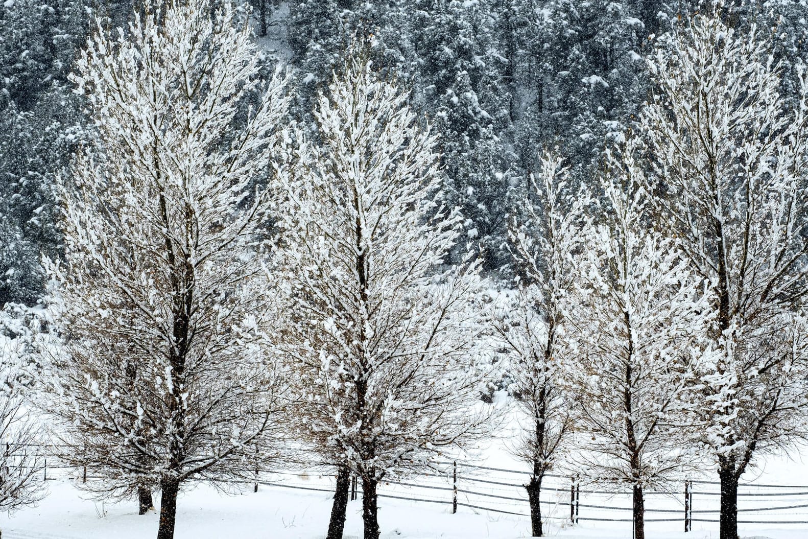 Schneebedeckte Bäume: Der Winter ist da – am 1. Advent könnte es an manchen Orten in Deutschland schneien. Schneebedeckte Bäume: Der Winter ist da – am 1. Advent könnte es an manchen Orten in Deutschland schneien.