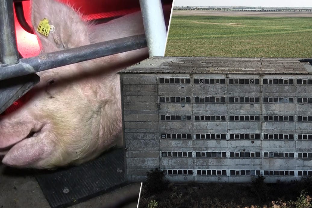 So sieht es heute im Schweinehochhaus aus So sieht es heute im Schweinehochhaus aus