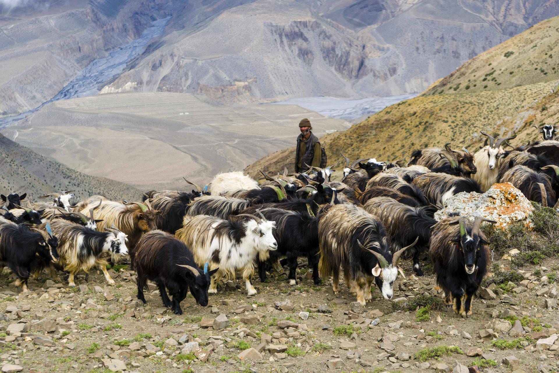 Auch an den höchsten Punkten des Planeten hinterlässt die Klimakrise Spuren: In Nepal lassen steigende Temperaturen nicht nur Gletscher schmelzen, auch die Wüste wird größer. Sherpas treiben ihr Vieh in immer höhere Bergregionen, um überhaupt noch Weideflächen zu finden. Auch an den höchsten Punkten des Planeten hinterlässt die Klimakrise Spuren: In Nepal lassen steigende Temperaturen nicht nur Gletscher schmelzen, auch die Wüste wird größer. Sherpas treiben ihr Vieh in immer höhere Bergregionen, um überhaupt noch Weideflächen zu finden.