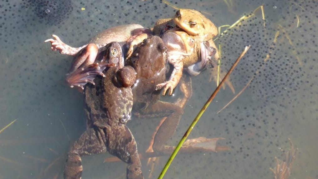 Mehrere männliche Frösche stürzen sich auf ein Weibchen. Mehrere männliche Frösche stürzen sich auf ein Weibchen.