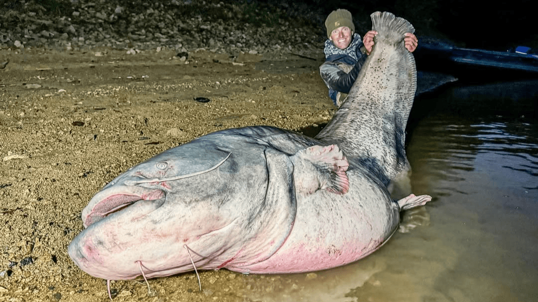 Wohl einer der größten Fische, die der Tscheche Vagner in diesem Jahr gefangen hat: Auch in Deutschland werden die Tiere immer größer. Wohl einer der größten Fische, die der Tscheche Vagner in diesem Jahr gefangen hat: Auch in Deutschland werden die Tiere immer größer.